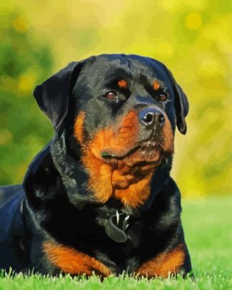 Rottweiler Dog diamond painting