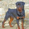 Rottweiler Dog Animal Diamond painting