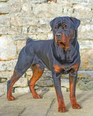 Rottweiler Dog Animal Diamond painting