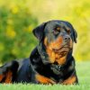 Rottweiler Dog diamond painting