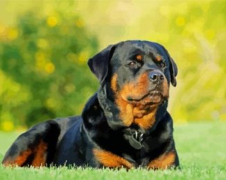 Rottweiler Dog diamond painting