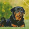 Rottweiler Dog diamond painting