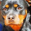 Rottweiler Face diamond painting