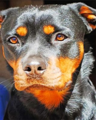 Rottweiler Face diamond painting