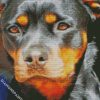 Rottweiler Face diamond painting