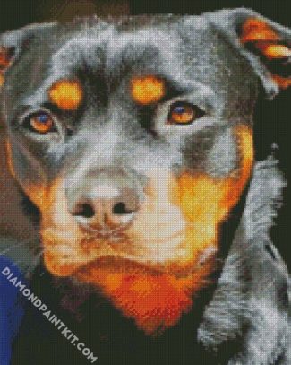 Rottweiler Face diamond painting