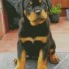 Rottweiler Puppy diamond painting