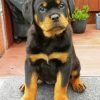 Rottweiler Puppy diamond painting