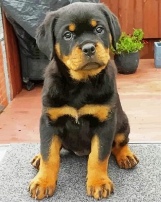 Rottweiler Puppy diamond painting