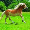 Running Pony In Field diamond painting