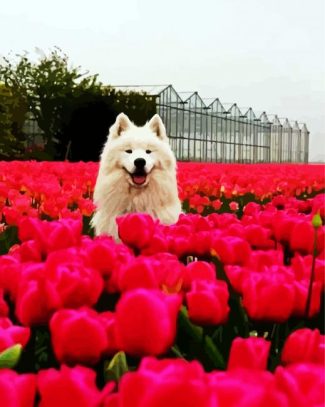 Samoyed Dog diamond painting