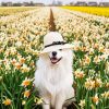 Samoyed Enjoying The Spring diamond painting