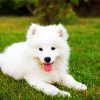 Samoyed Puppy diamond painting