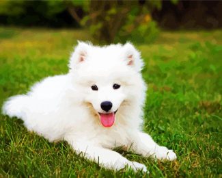 Samoyed Puppy diamond painting