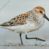 Sandpiper Bird diamond painting