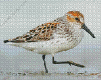 Sandpiper Bird diamond painting