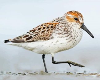 Sandpiper Bird diamond painting