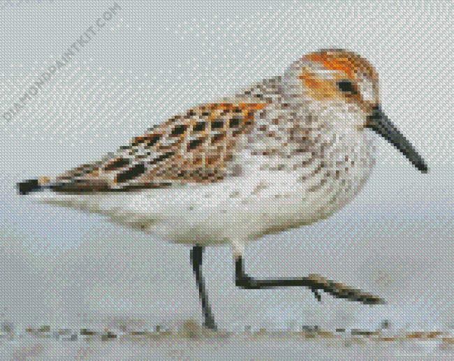 Sandpiper Bird diamond painting