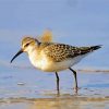 Sandpiper diamond painting