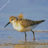 Sandpiper diamond painting