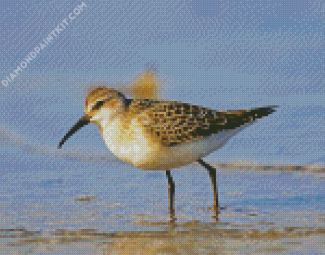 Sandpiper diamond painting