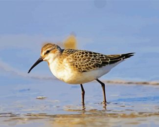 Sandpiper diamond painting