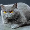 Scottish Fold Cat diamond painting