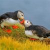 Seabirds diamond painting