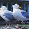 Seaguls Birds diamond painting