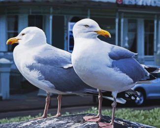 Seaguls Birds diamond painting