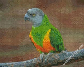 Senegal Parrot Bird Diamond painting