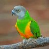 Senegal Parrot Bird Diamond painting