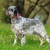 Setter Dog diamond painting