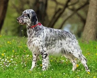 Setter Dog diamond painting