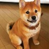 Shiba Inu baby Puppy diamond painting