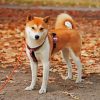 Shiba Inu Puppy Dog diamond painting