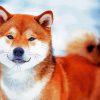 Shiba Inu Puppy diamond painting