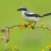 Shrike Bird Animal diamond painting