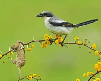 Shrike Bird Animal diamond painting