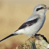 Shrike Bird diamond painting