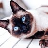 Siamese Cat Pet diamond painting