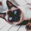 Siamese Cat Pet diamond painting