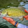 Smallmouth Fish diamond painting