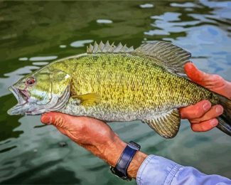 Smallmouth Fish diamond painting