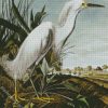 Snowy Heron By John James Audubon diamond painting