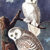 Snowy Owl By John James Audubon diamond painting