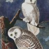 Snowy Owl By John James Audubon diamond painting