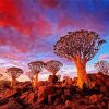 Southern Namibia Aloe Dichotoma Trees diamond painting