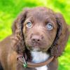 Sprocker Puppy diamond painting