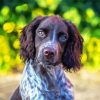 Sprocker Spaniel Dog diamond painting